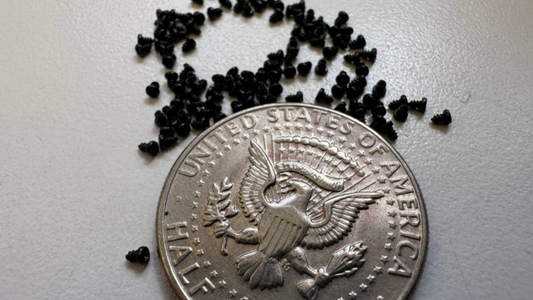 SHORT BLACK Mini Self Tapping Lexan Body Micro Screws (100pcs) [Scale Reflex] 700631B